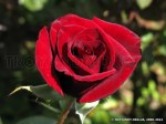 Black Magic-1.jpg